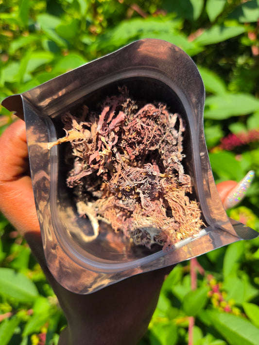 Purple Sea Moss (Dried)